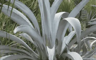 Agave Beauleriana