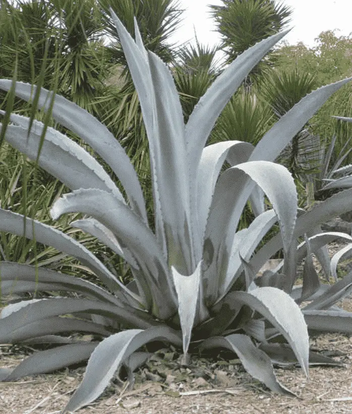 Agave Beauleriana