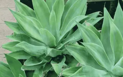 Agave Attenuata ‘Fox Tail Agave’