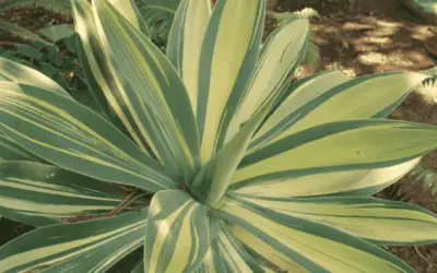 Agave Attunata ‘Variegata’