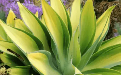 Agave Attenuata ‘Kara’s Stripes’