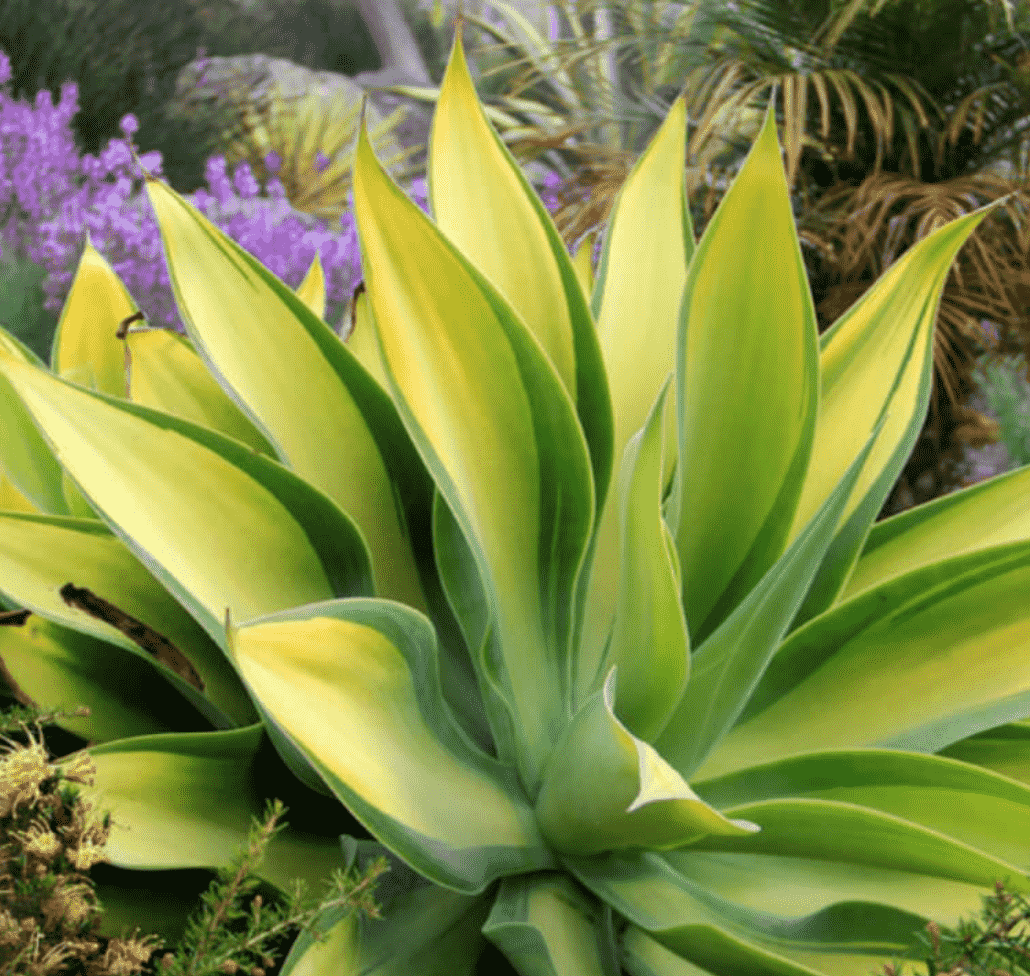 Agave Attenuata 'Kara’s Stripes'