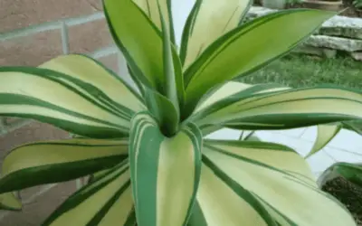 Agave Attunata F. Variegata