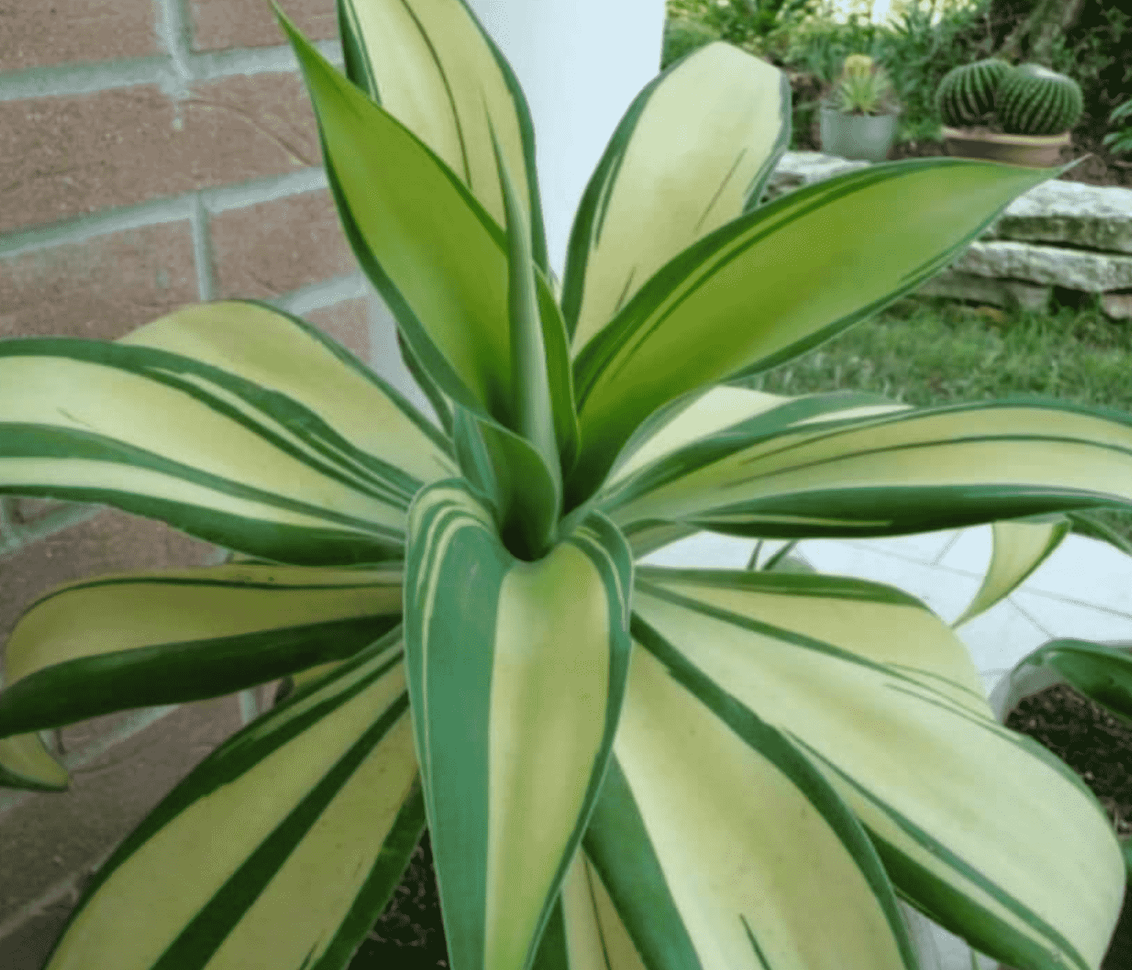 Agave Attunata F. Variegata