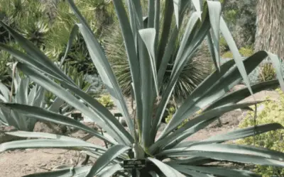 Agave Cantala