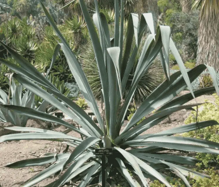 Agave Cantala (Care Guide With Pictures) - Succulents Network