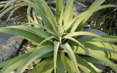 Agave Bracteosa