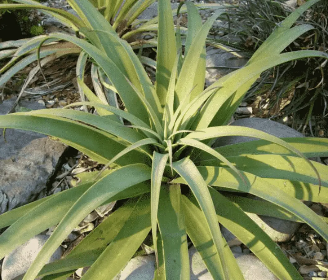 Agave Bracteosa