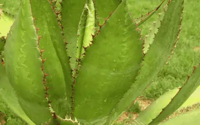 Agave Bovicornuta ‘Cow Horn Agave’