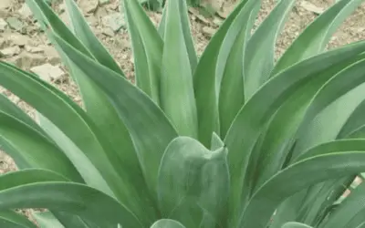 Agave Desmettiana