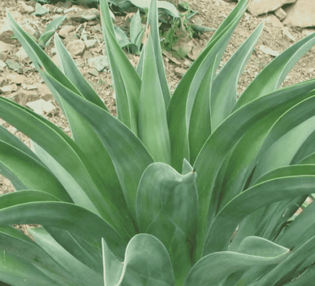 Growing Agave Desmettiana: Learn Care Tips For The Smooth, 40% OFF