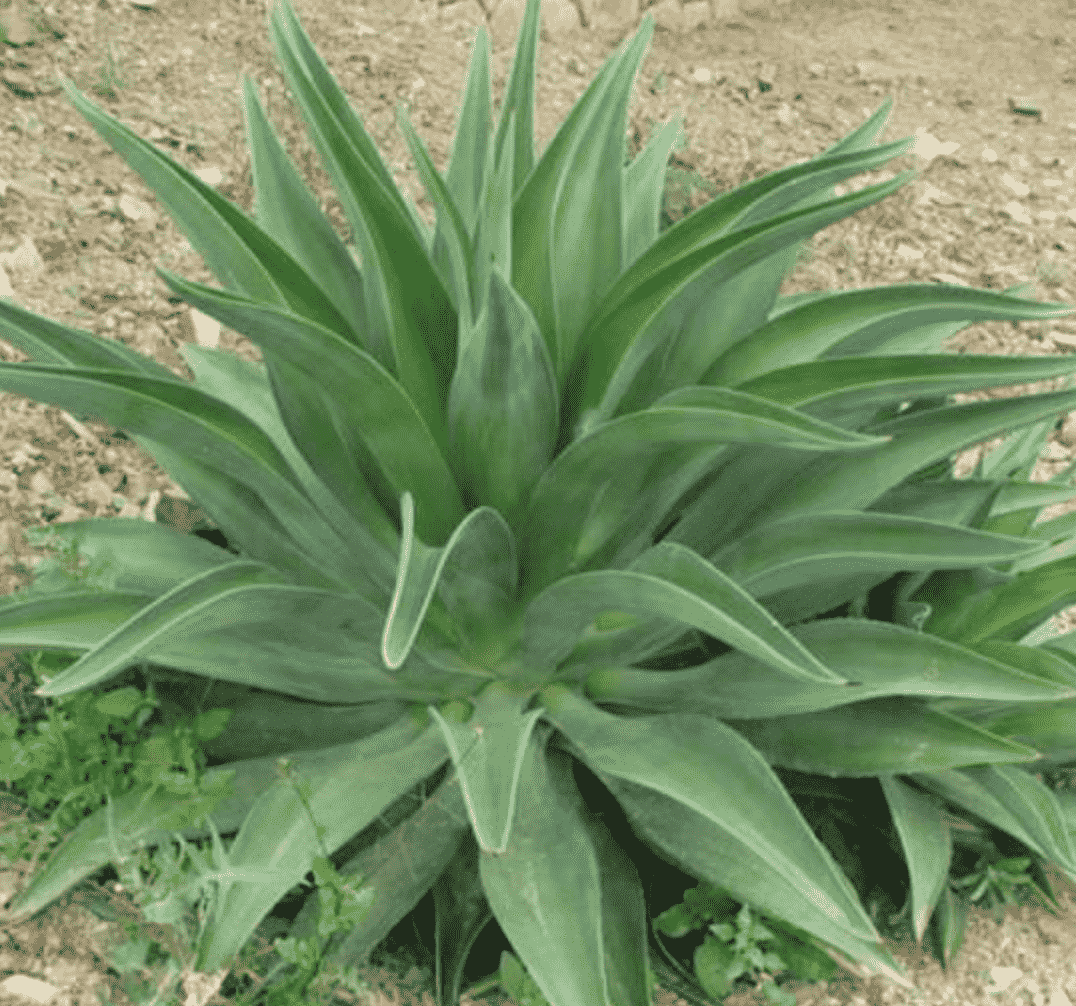 Agave Desmetiana