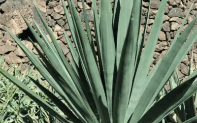 Agave Fourcroydes