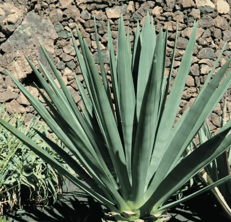 Agave Fourcroydes