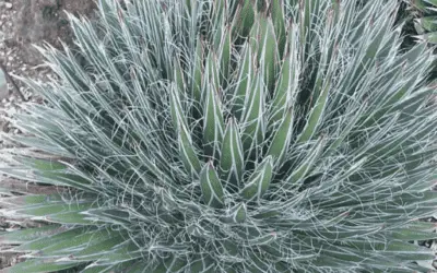 Agave Filifera ‘Thread Leaf Agave’