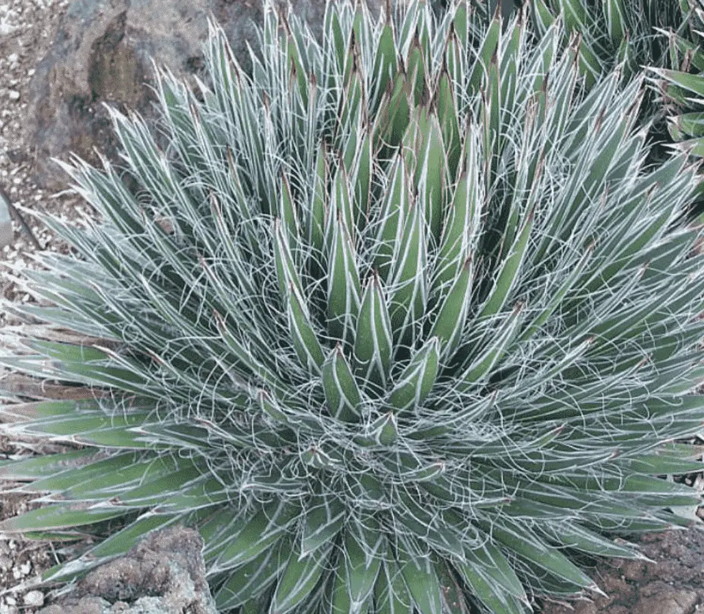 Agave Filifera 'Thread Leaf Agave'