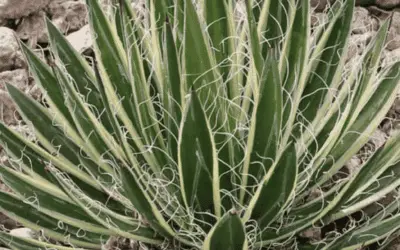 Agave Filifera Subsp. Schidigera ‘Shira Ito No Ohi’