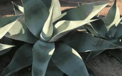 Agave Guiengola ‘Dolphin Agave’