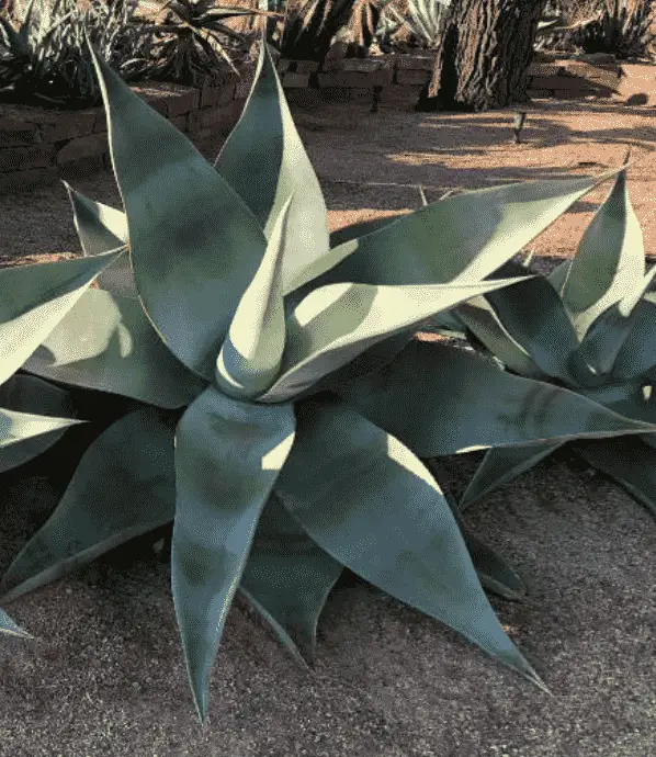 Agave Guiengola 'Dolphin Agave'