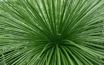 Agave Geminiflora ‘Twin Flowered Agave’