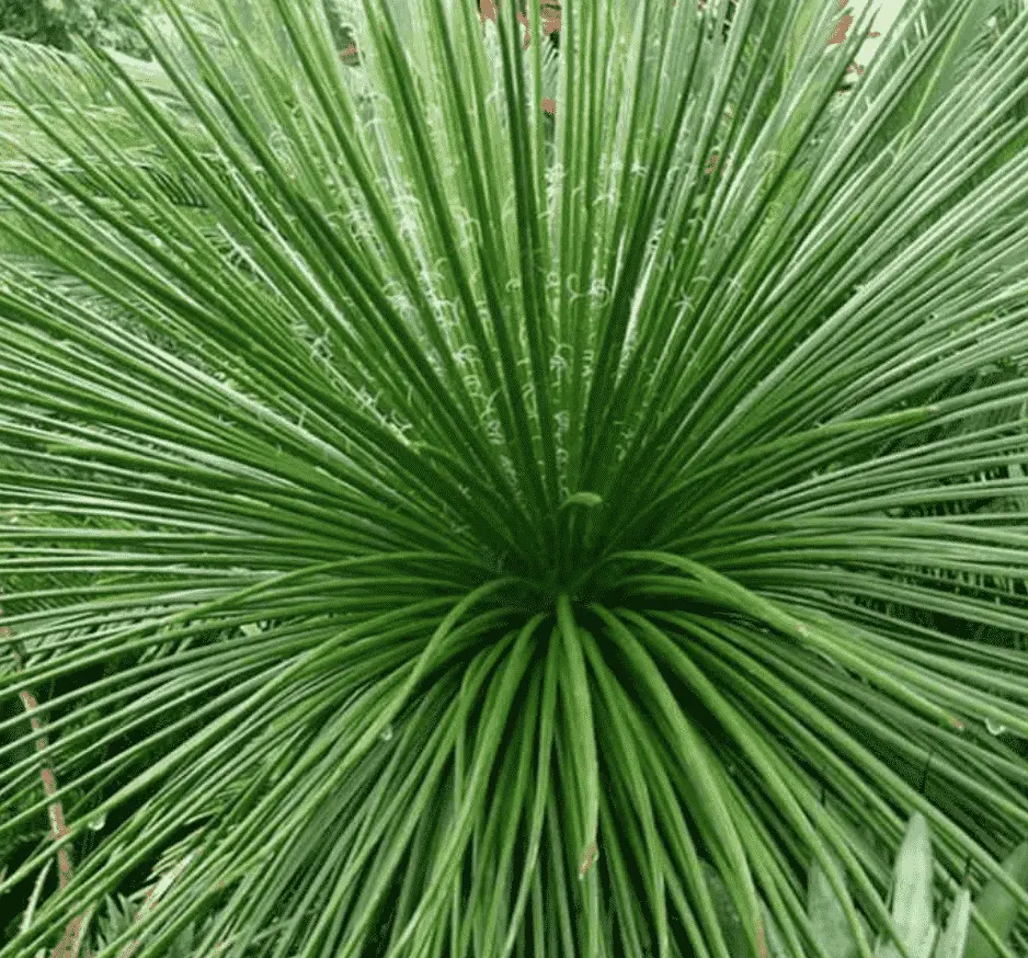 Agave Geminiflora 'Twin Flowered Agave'