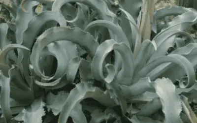 Agave Gypsophila ‘Gypsum Century Plant’