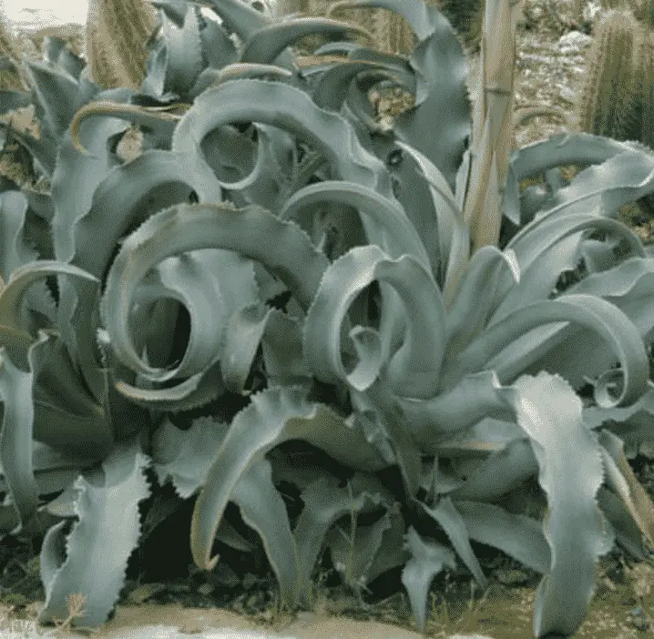 Agave Gypsophila 'Gypsum Century Plant'