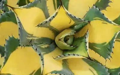 Agave Isthmensis ‘Rum Runner’