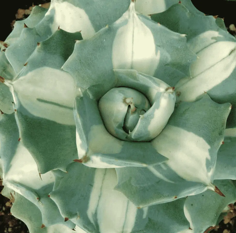 Agave Isthmensis ‘Ohm Raijin Shiro Nakafu’