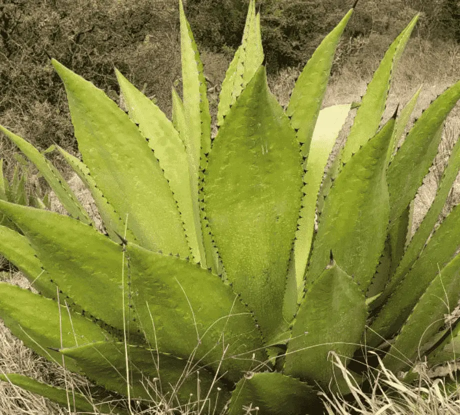 Agave Inaequidens