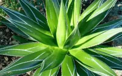 Agave Impressa