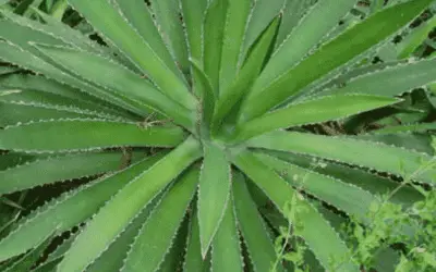 Agave Lophanatha