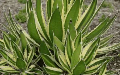 Agave Lophantha ‘Splendida’