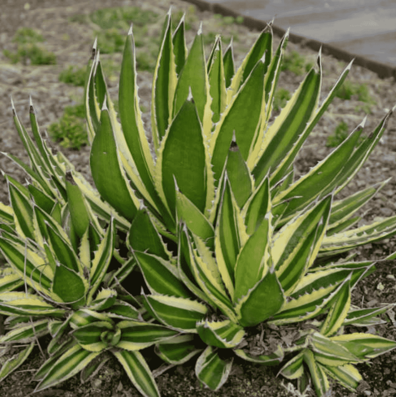 Agave Lophantha ‘Splendida'