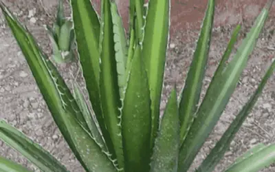 Agave Lechuguilla