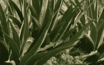 Agave Karatto