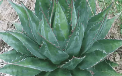 Agave Monatana ‘Mountain Agave’