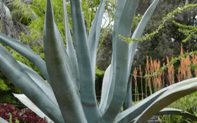 Agave Mapisaga