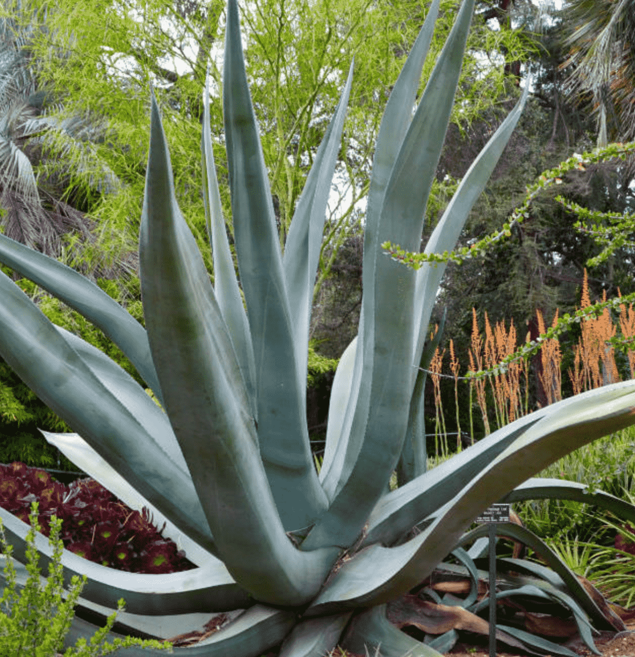 Agave Mapisaga