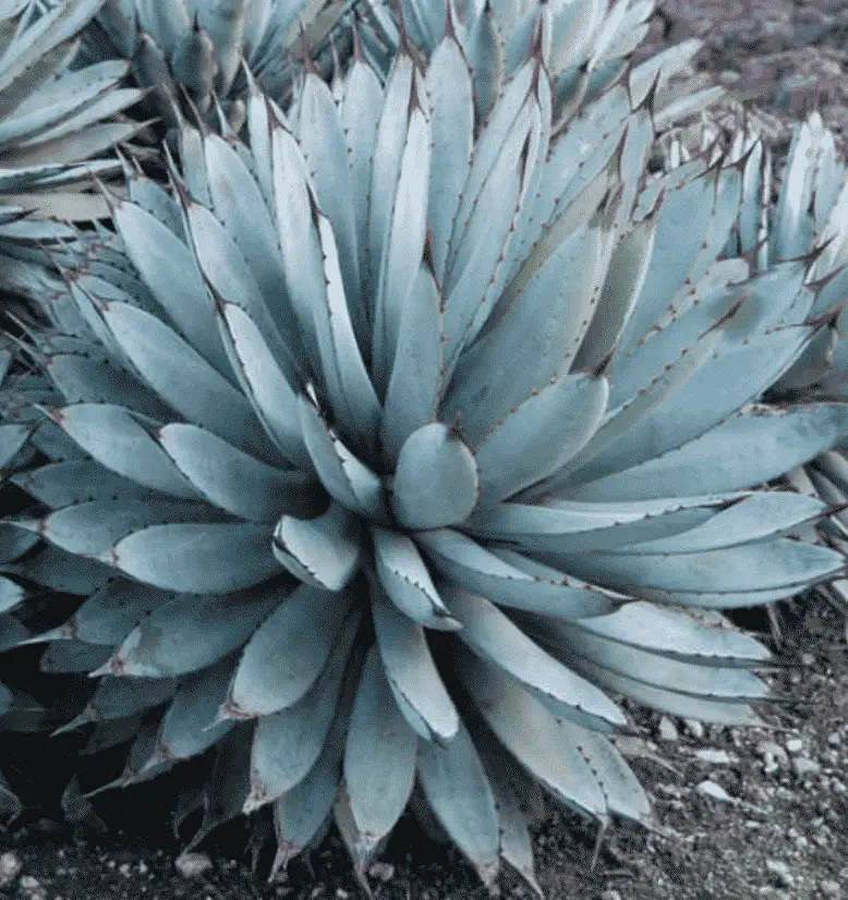 Agave Macrocantha