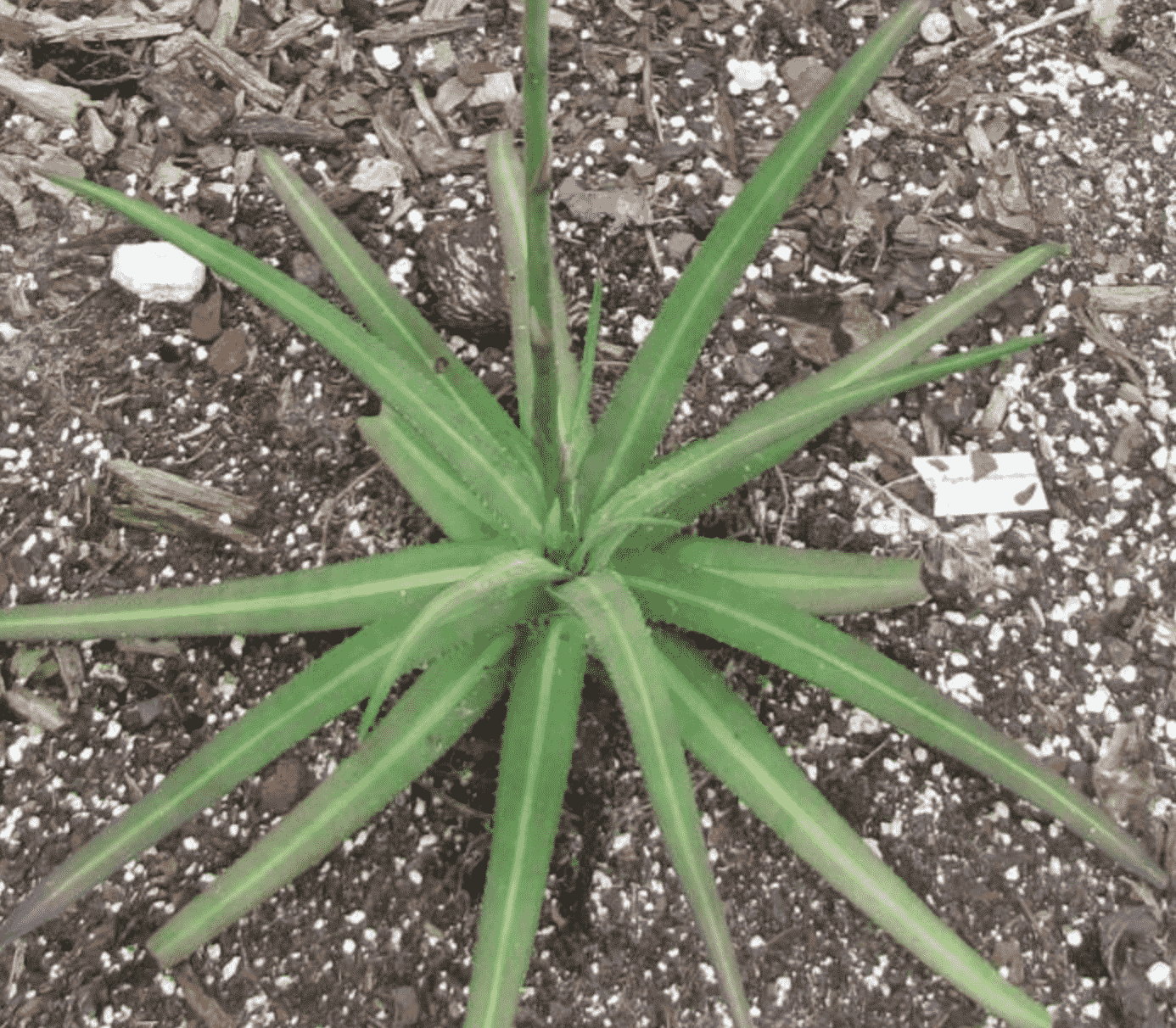 Agave Nizandensis