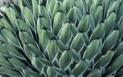 Agave Nickelsiae