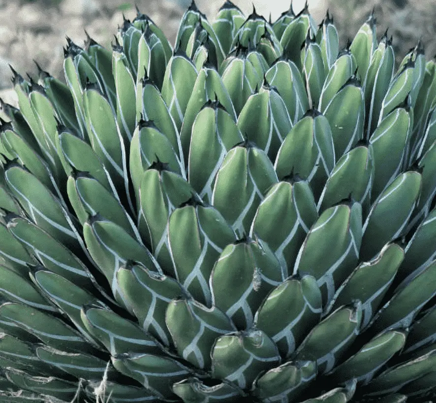 Agave Nickelsiae