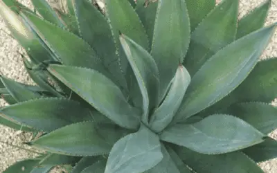 Agave Murpheyi