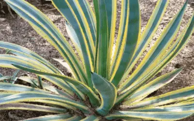 Agave Murpheyi ‘Engard’