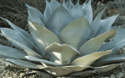 Agave Ovatifolia Whale’s Tongue Agave’