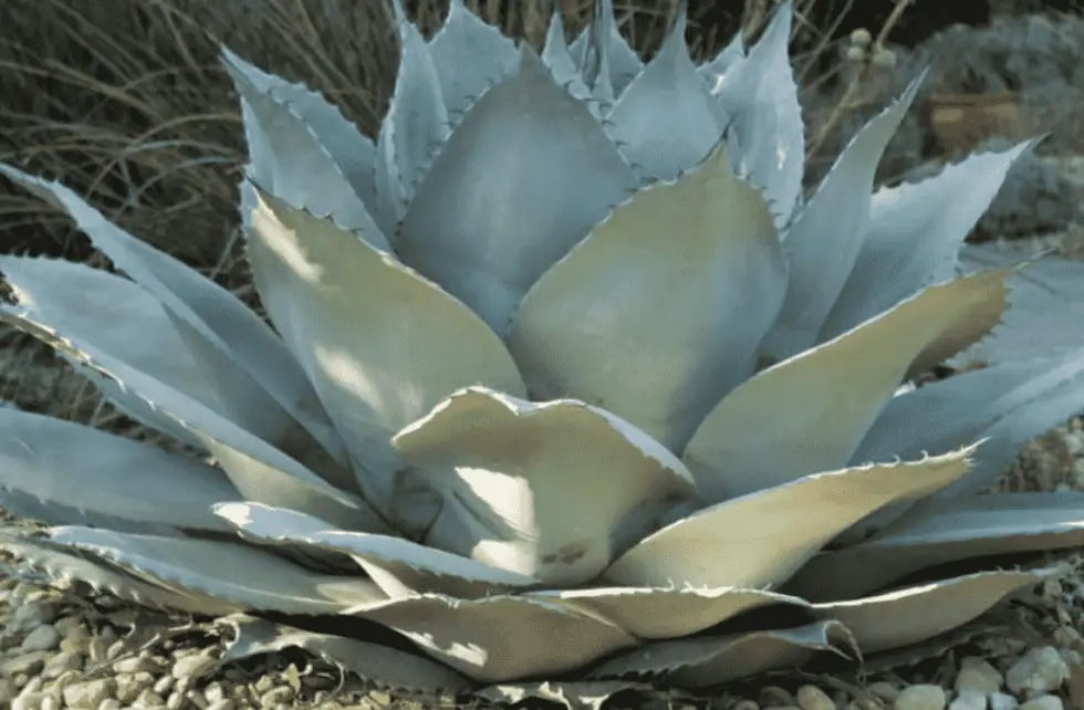 Agave Ovatifolia Whale S Tongue Agave Succulents Network   Screenshot 2021 02 04 At 10.15.22 980x642 