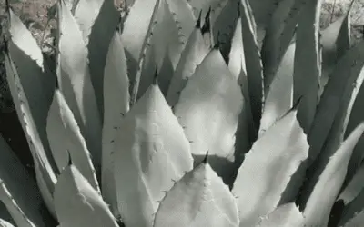 Agave Palmeri ‘Palmer’s Agave’