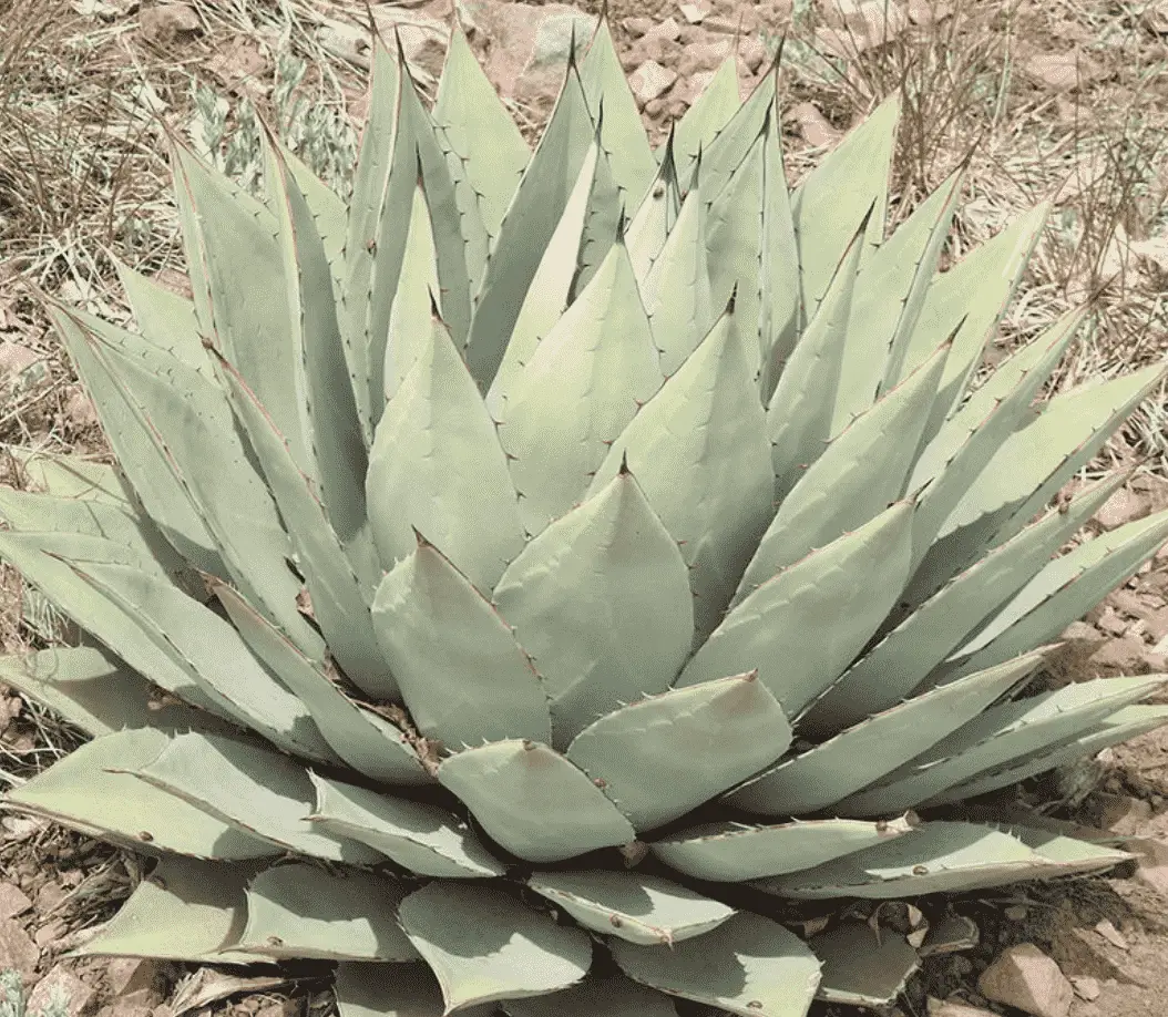 Agave Parryi 'Parry's Agave'