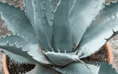 Agave Parryi Subsp. Neomexicana